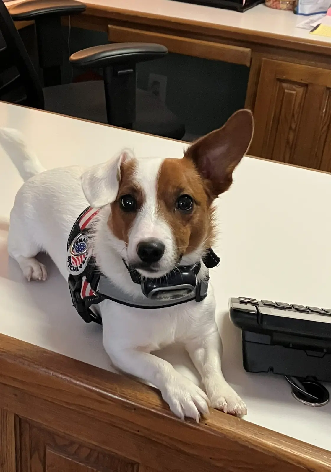 Tanner, the friendly Indian Heritage RV Park office dog
